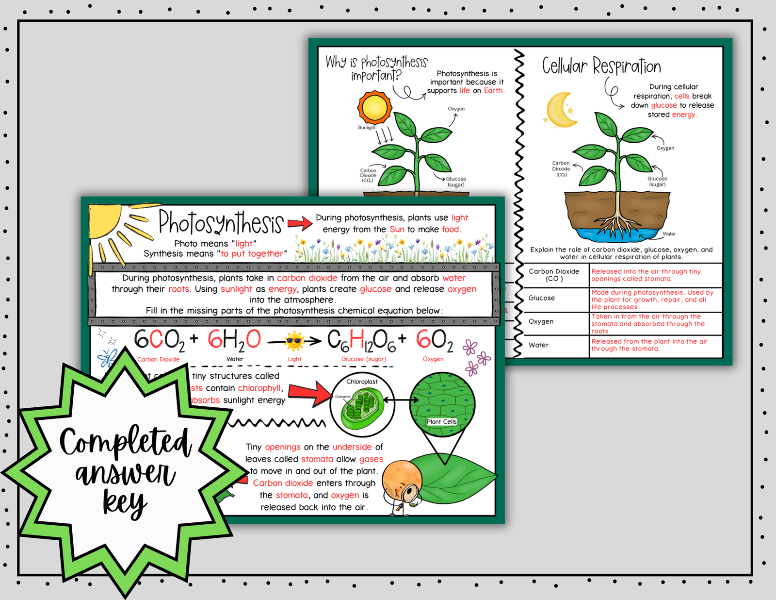 Photosynthesis Doodle Notes | Photosynthesis & Cellular Respiration Notes | 6-8 — Print - Image 5