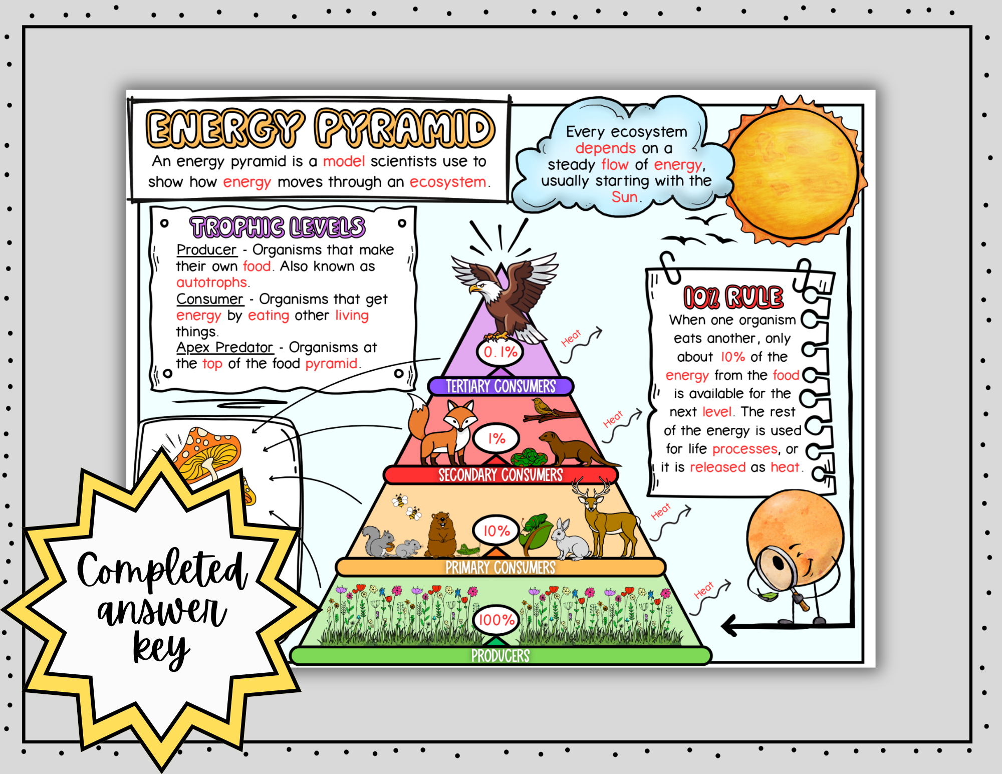 Energy Pyramid Science Doodle Notes | Graphic Organizer | Visual Notes — Print - Image 5