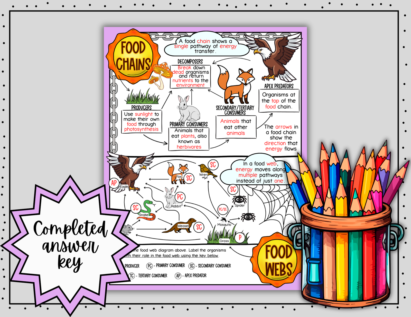 Food Chains and Food Webs Doodle Notes | Science Graphic Organizer | Visual Notes - Image 5