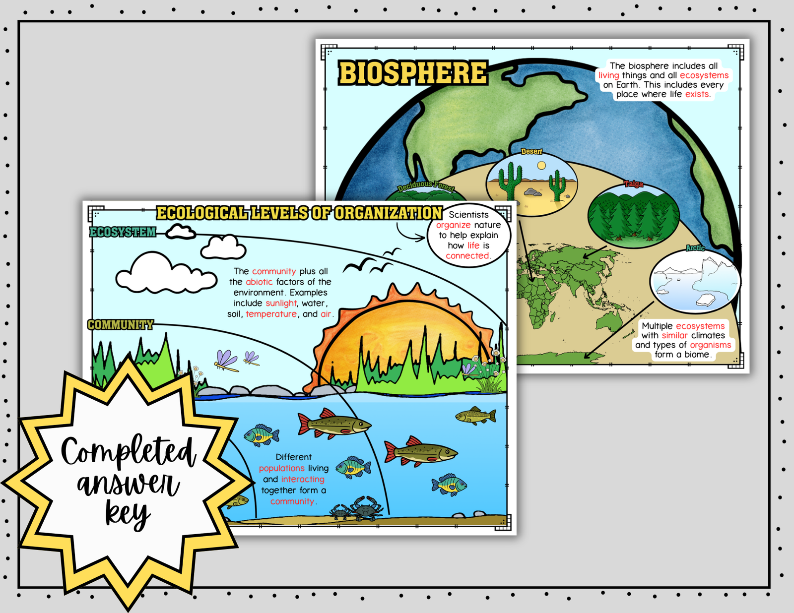 Ecological Levels of Organization Science Doodle Notes | Graphic Organizer — Print - Image 5
