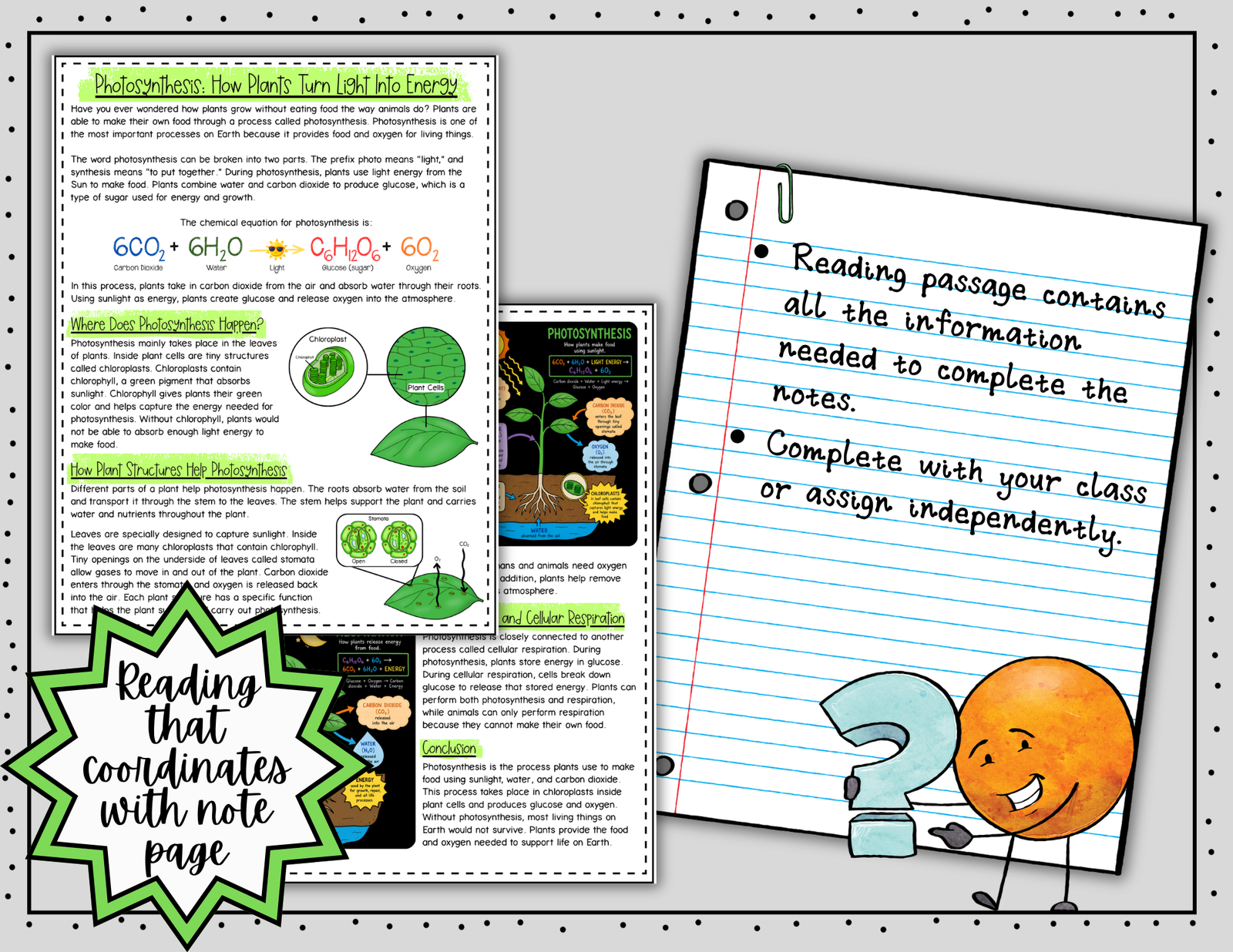 Photosynthesis Doodle Notes | Photosynthesis & Cellular Respiration Notes | 6-8 — Print - Image 6