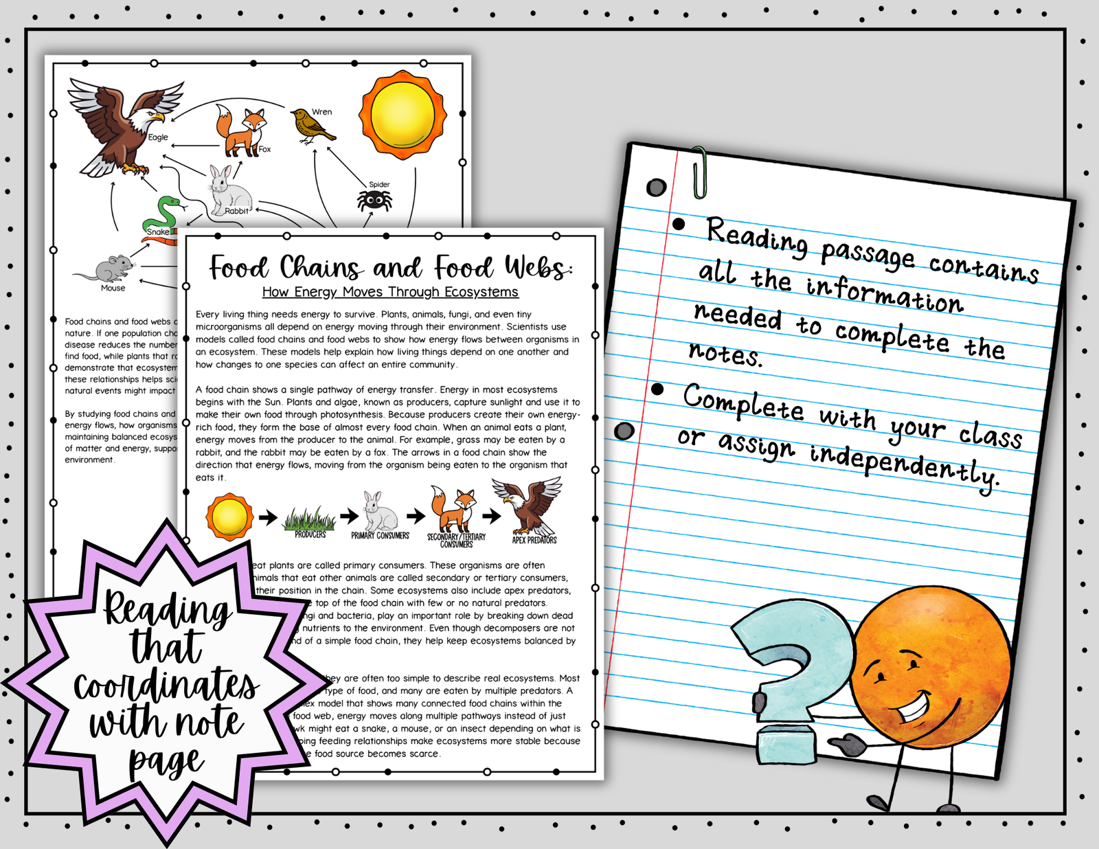 Food Chains and Food Webs Doodle Notes | Science Graphic Organizer | Visual Notes - Image 6