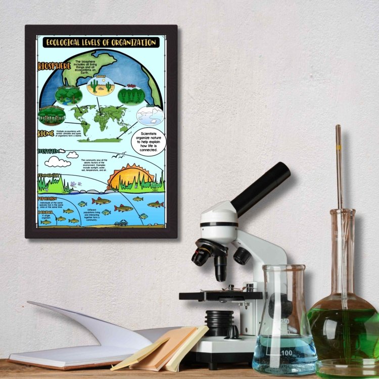Ecological Levels of Organization Anchor Chart | Ecosystem Poster Decor - preview 1