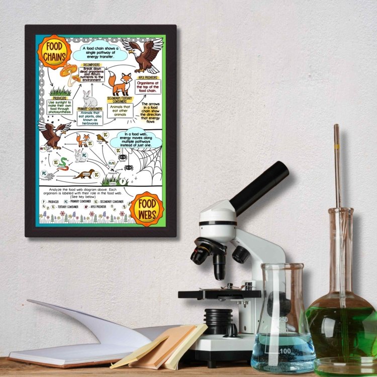 Food Chains & Food Webs Anchor Chart | Ecosystem Energy Flow Poster - preview 1