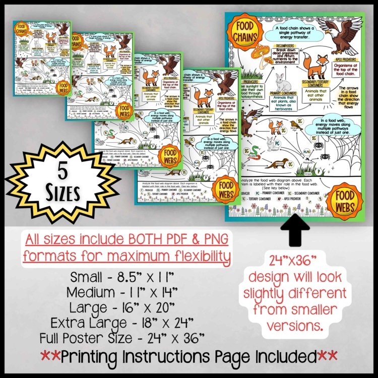 Food Chains & Food Webs Anchor Chart | Ecosystem Energy Flow Poster - preview 2