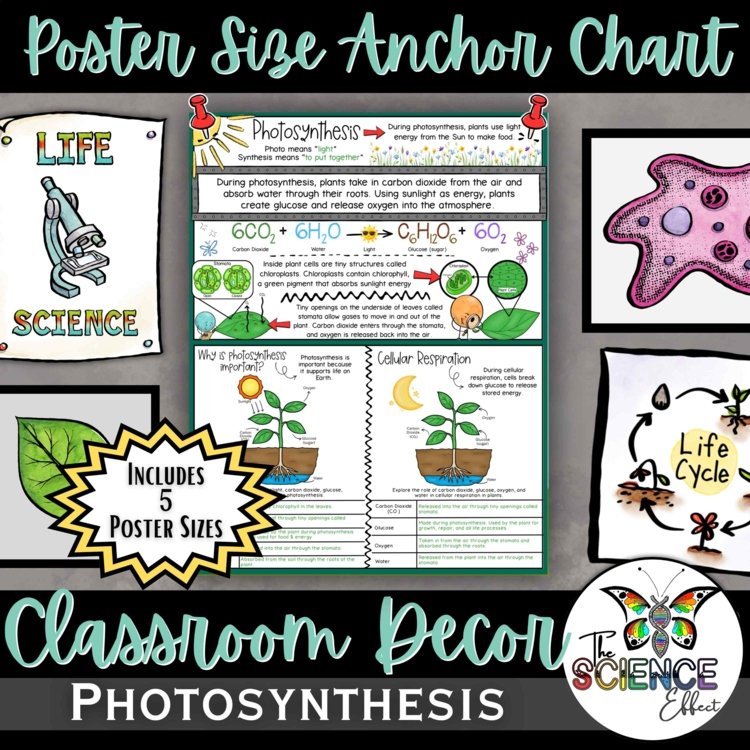 Photosynthesis & Cellular Respiration Anchor Chart | Plant Energy Poster