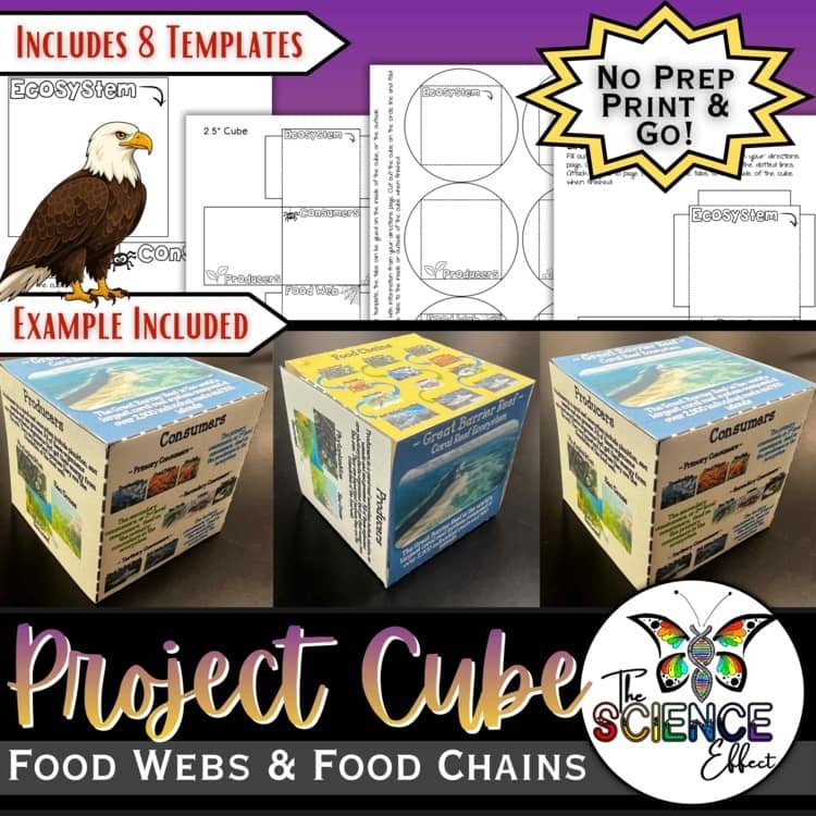 Food Webs & Food Chains 3D Research Project Cube | Ecology Activity