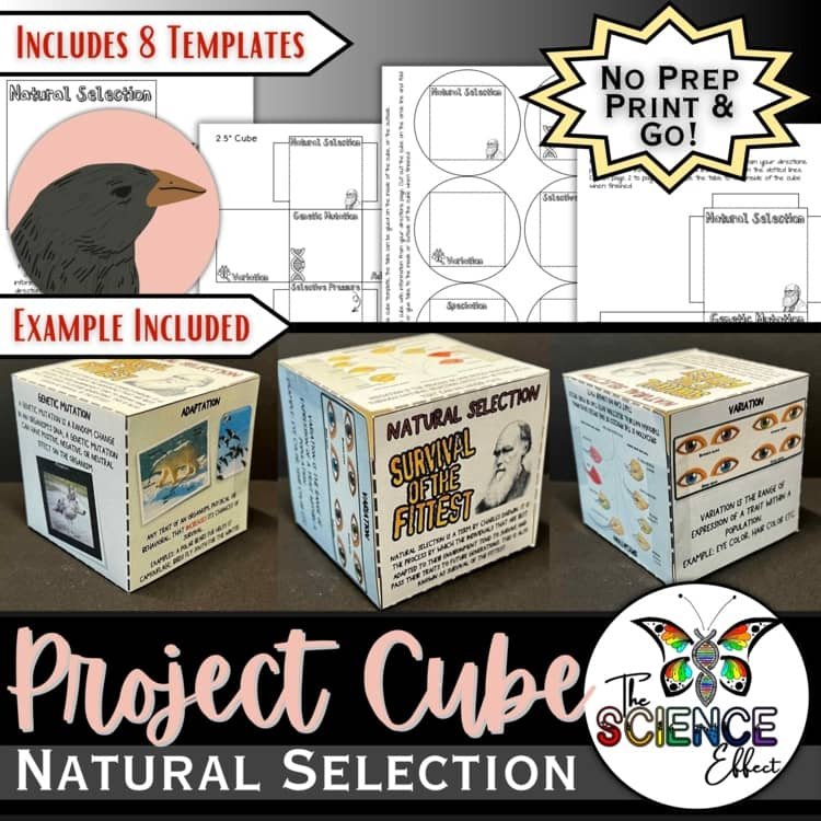 Natural Selection 3D Research Project Cube | Evolution & Life Science Activity