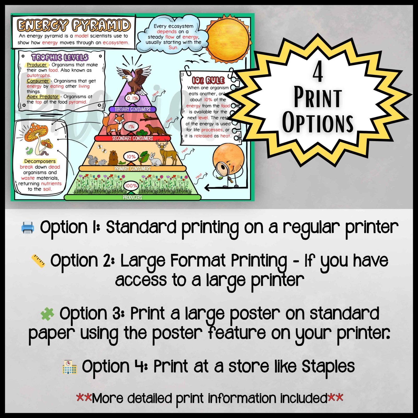Ecology Anchor Charts Bundle | Food Chains Energy Pyramid Symbiosis Posters - Image 11