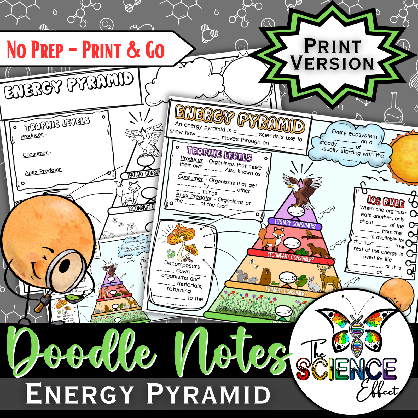 Energy Pyramid Science Doodle Notes | Graphic Organizer | Visual Notes — Print