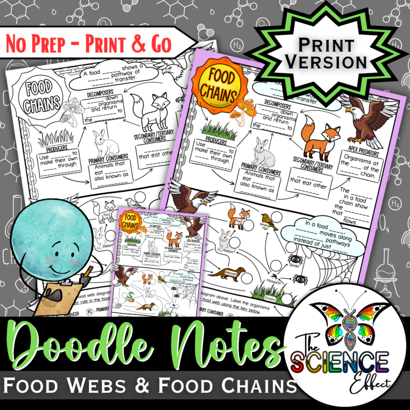 Food Chains and Food Webs Doodle Notes | Science Graphic Organizer | Visual Notes