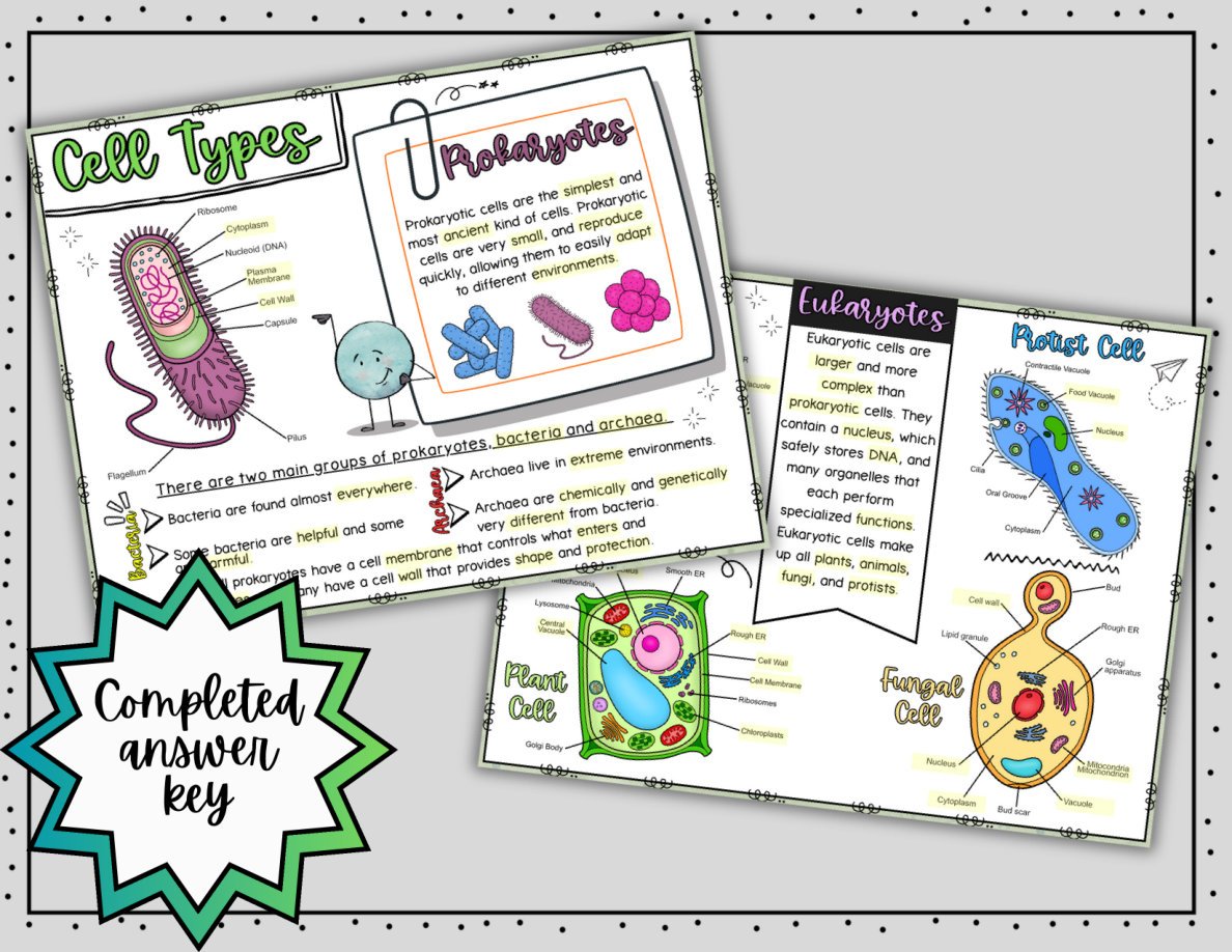 Types of Cells Digital Doodle Notes | Science Doodle Notes - Image 5