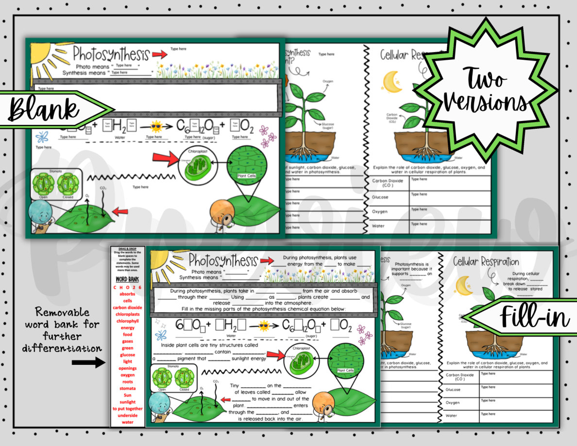 Photosynthesis Digital Doodle Notes | Photosynthesis Cellular Respiration Notes - Image 3