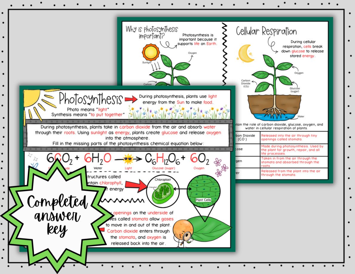 Photosynthesis Digital Doodle Notes | Photosynthesis Cellular Respiration Notes - Image 5