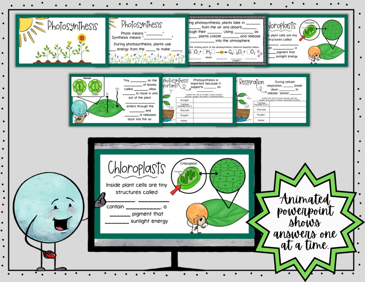Photosynthesis Digital Doodle Notes | Photosynthesis Cellular Respiration Notes - Image 6