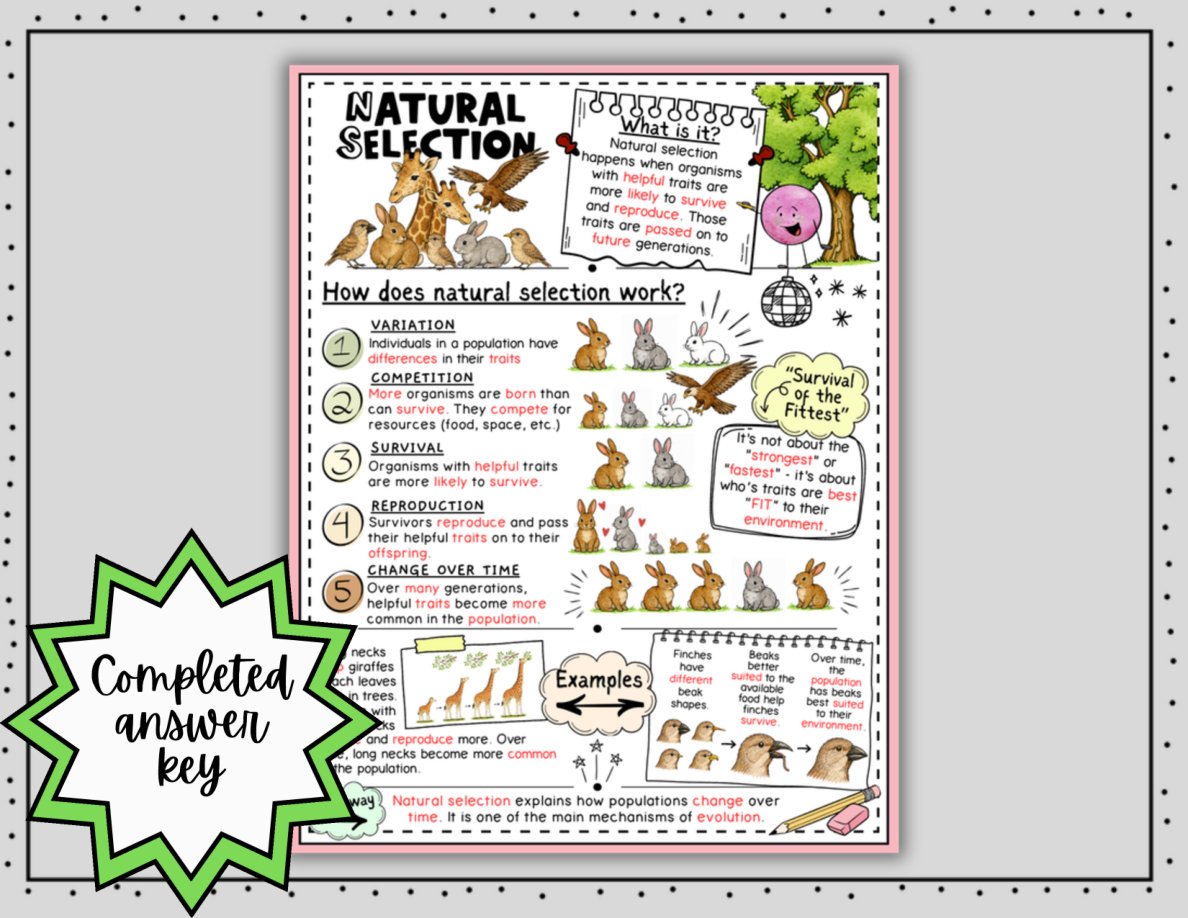 Natural Selection Digital Doodle Notes | Natural Selection Visual Notes - Image 5