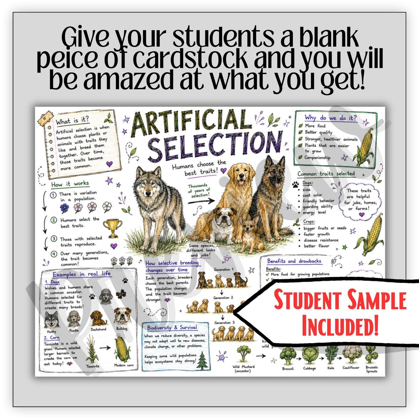 Artificial Selection One Pager Project | Selective Breeding Activity | Genetics - Image 3